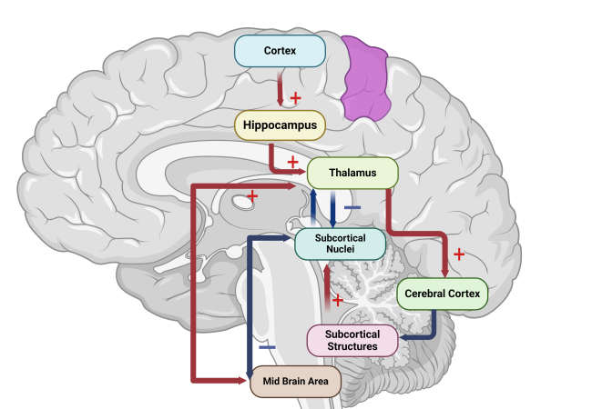 Simplified Neural Circuit Diagram